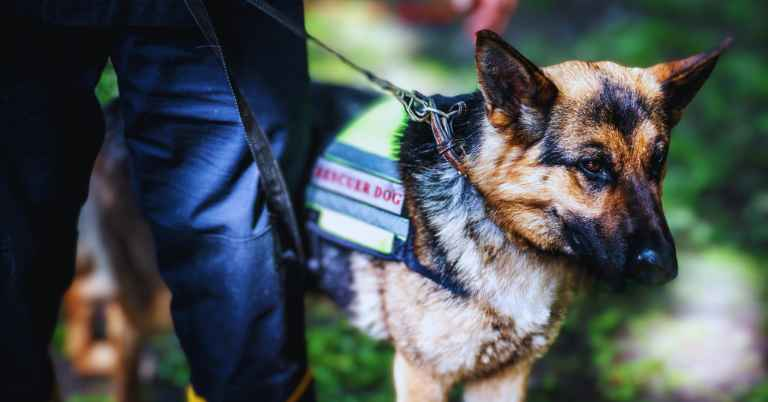 Cameroon Douala ports Stowaway Dog Search
